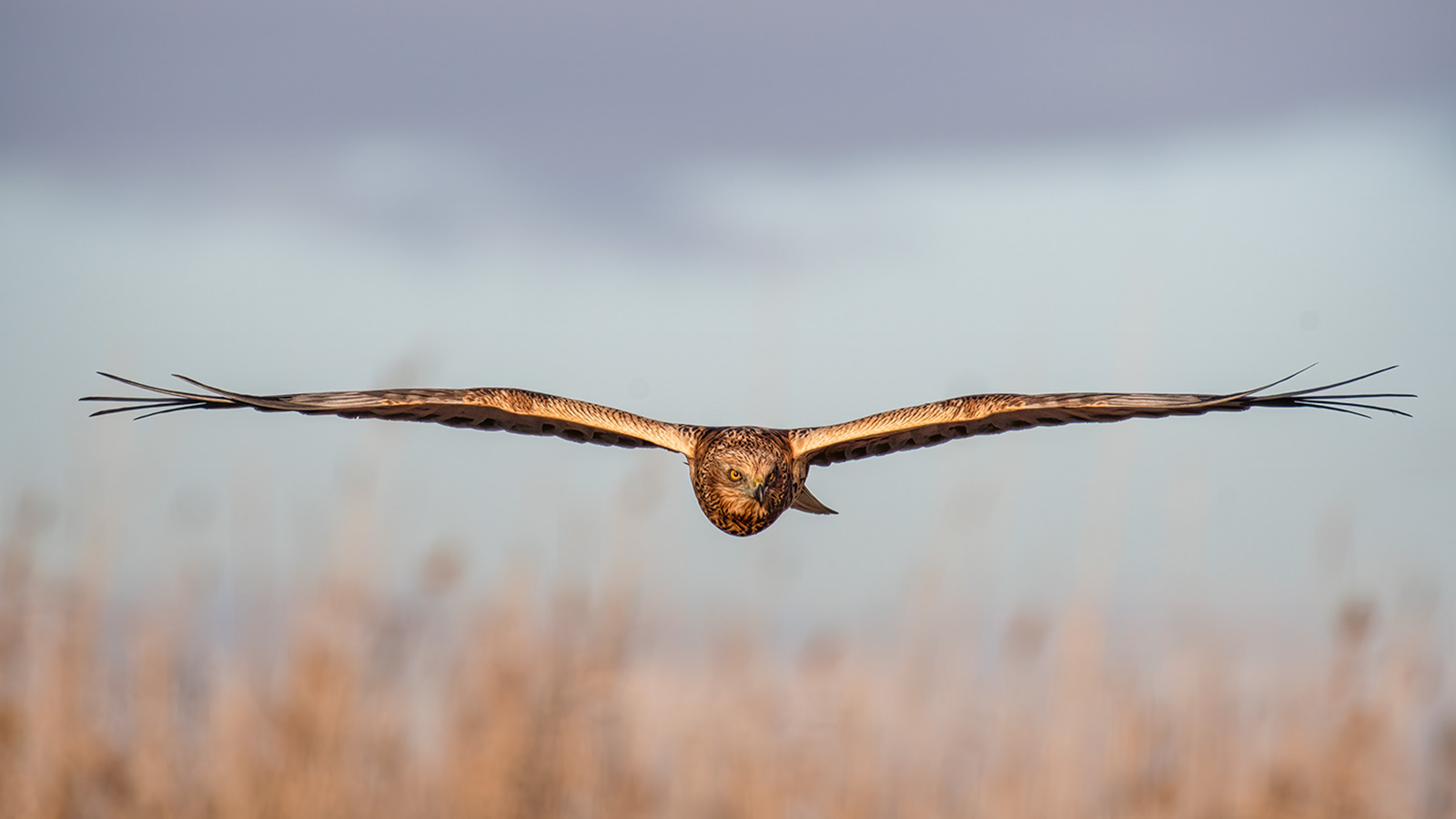 Rørhøg kommer flyvende lavt over sivene ved Hides de El Taray