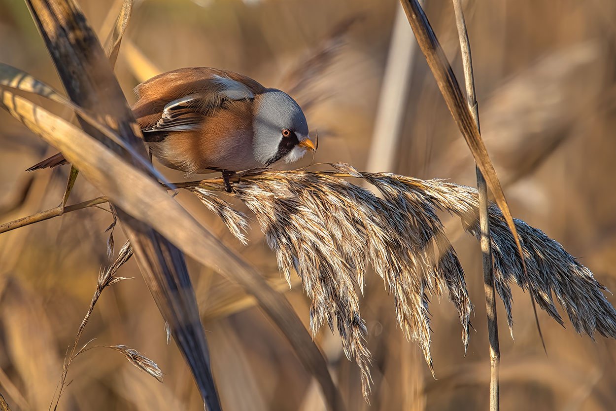 Fotografering Som Hobby Uncategorized