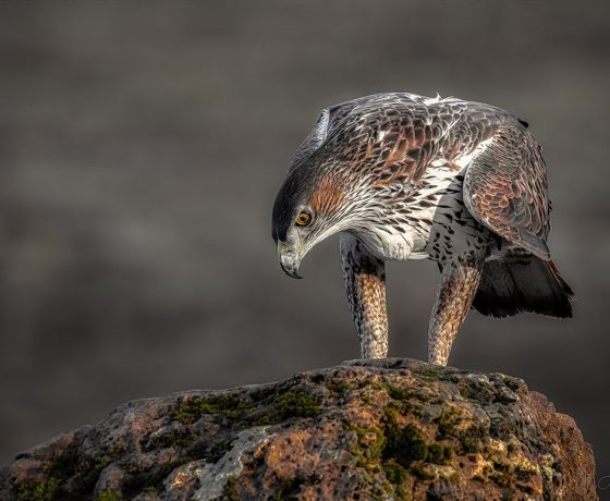 Fotografering Som Hobby Spanien Rovfugle 16