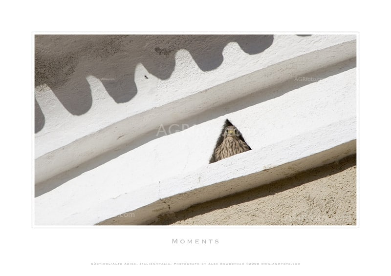 Castle Kestrel - photographic print by Alex Rowbotham - North east tower of Coldrano Photo print - Castle Kestrel looks out for its parents at feeding time.