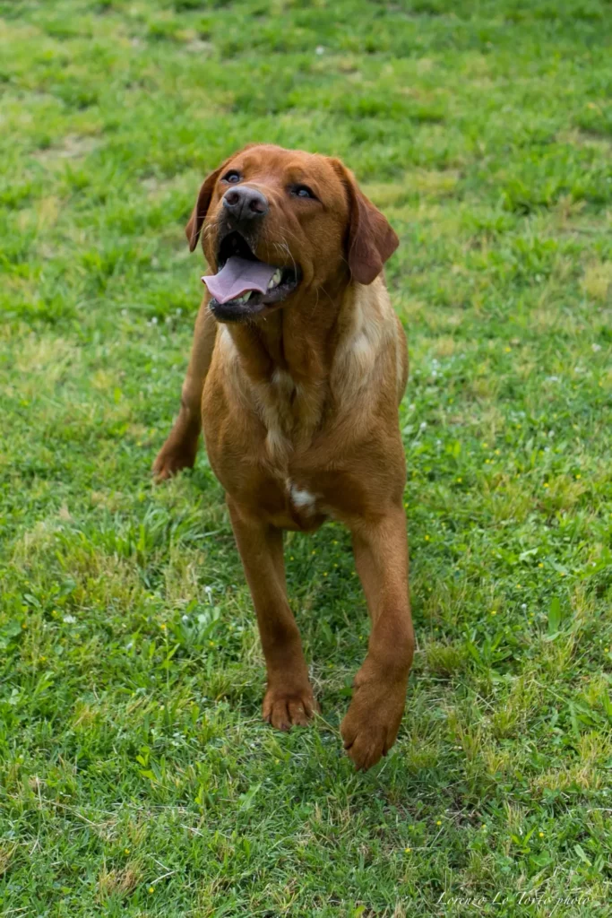 allevamento labrador fox di maurizio mangia