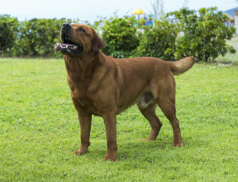 Labrador Foxred Labrador Foxred Breeding Labrador Foxred Fox Red