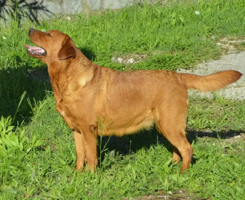 ambra of albamarina
