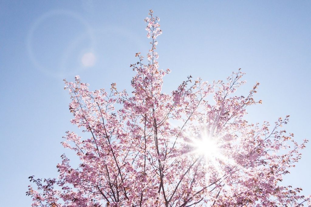 spring, cherry blossom, japanese cherry trees