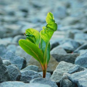 Modet att gå vidare växer som en planta ur marken. Susanne Sabith erbjuder dig stöttning för att komma tillbaka till livet.