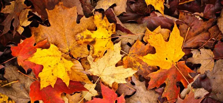 Nyhedsbrev November