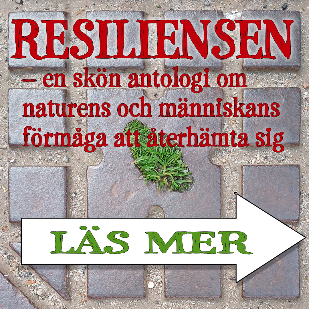 BILD: Detalj från brunnslock där gräs börjat gro, med texten 'Resiliensen – en skön antologi om naturens och människans förmåga att återhämta sig' länk till informationssida om uppropet