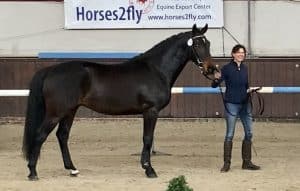 Hier 3 jarige ruin Kallas x Dulf vd Bisschop, uit mijn fokkerij van springpaarden