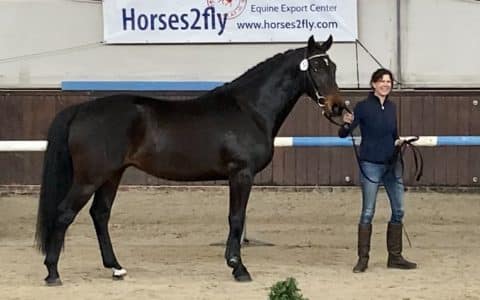 3 jarige ruin Kallas x Dulf vd Bisschop