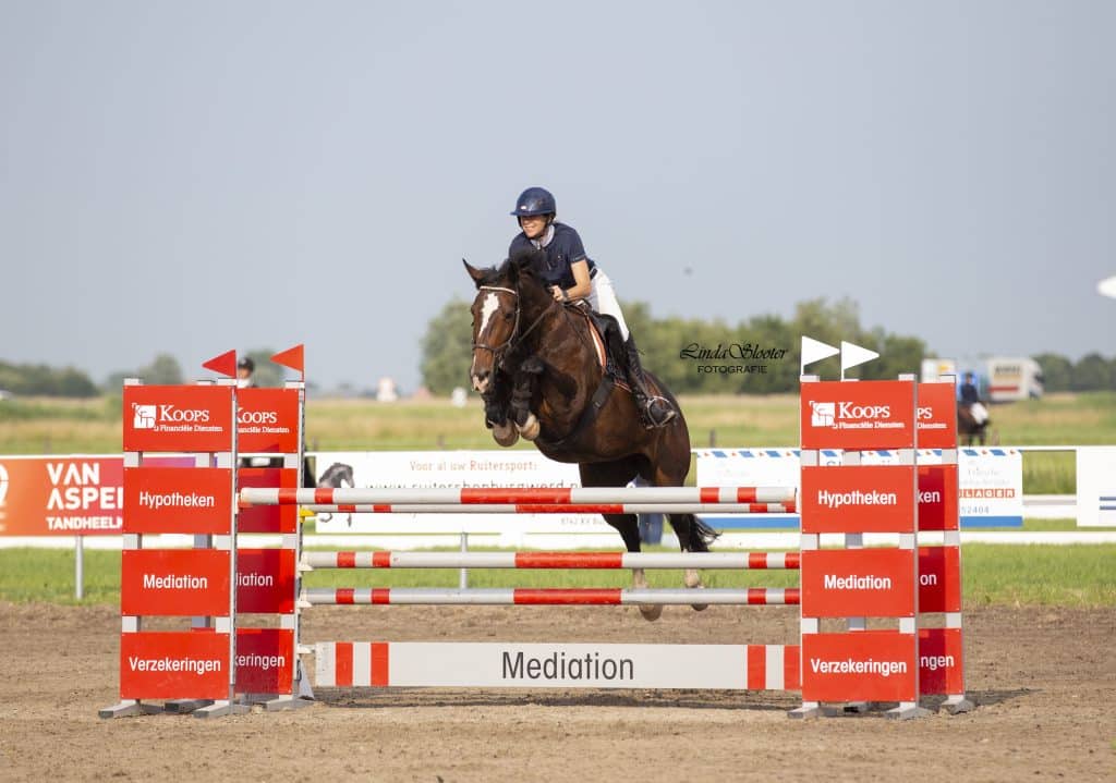KWPN STER SPORT SPRINGEN. MOEDER: ORLANDE (OLIJFJE) Z SPRINGEN