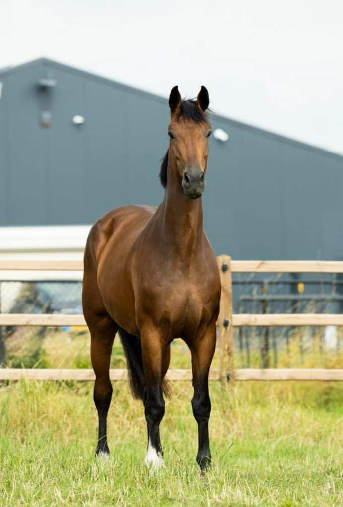 5-jarige merrie Ofiësta: Quickly de Kreisker x Kannan