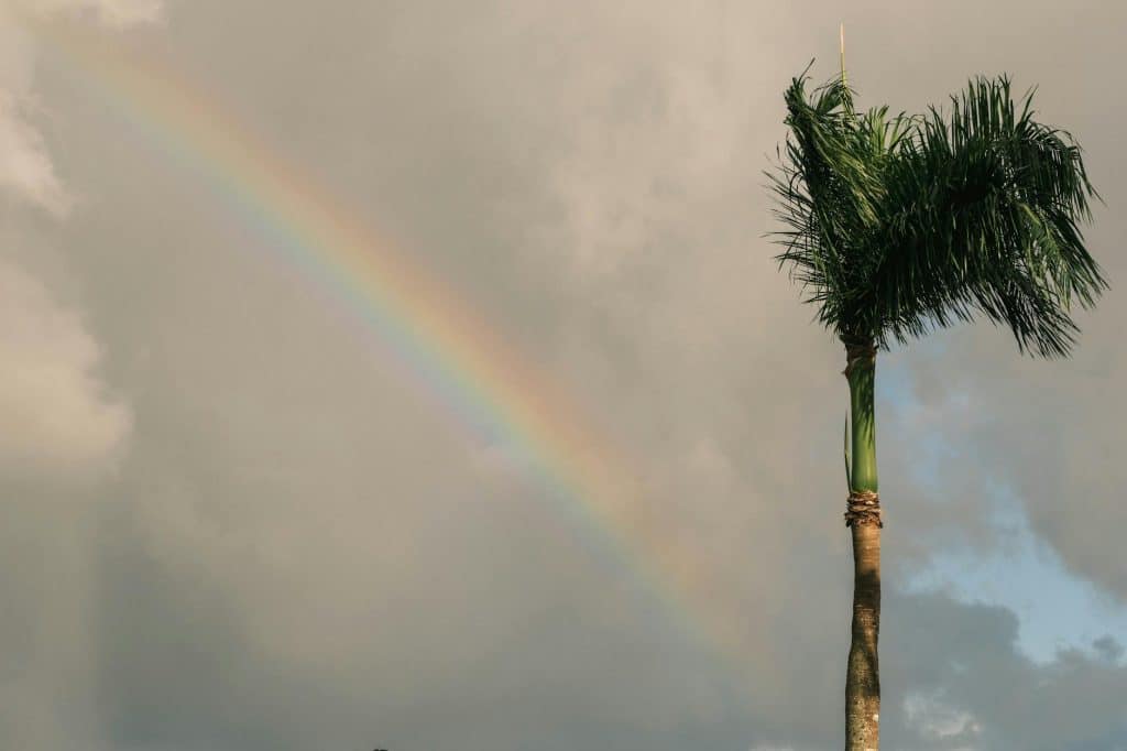 clouds and rainbow over palm tree