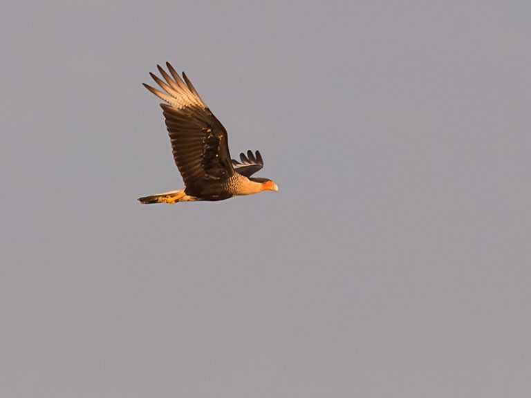 Caracara 3