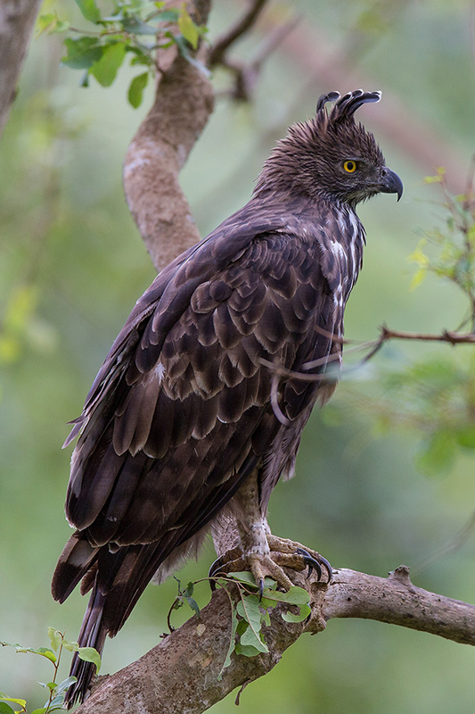 Crested hawk eagle SOP