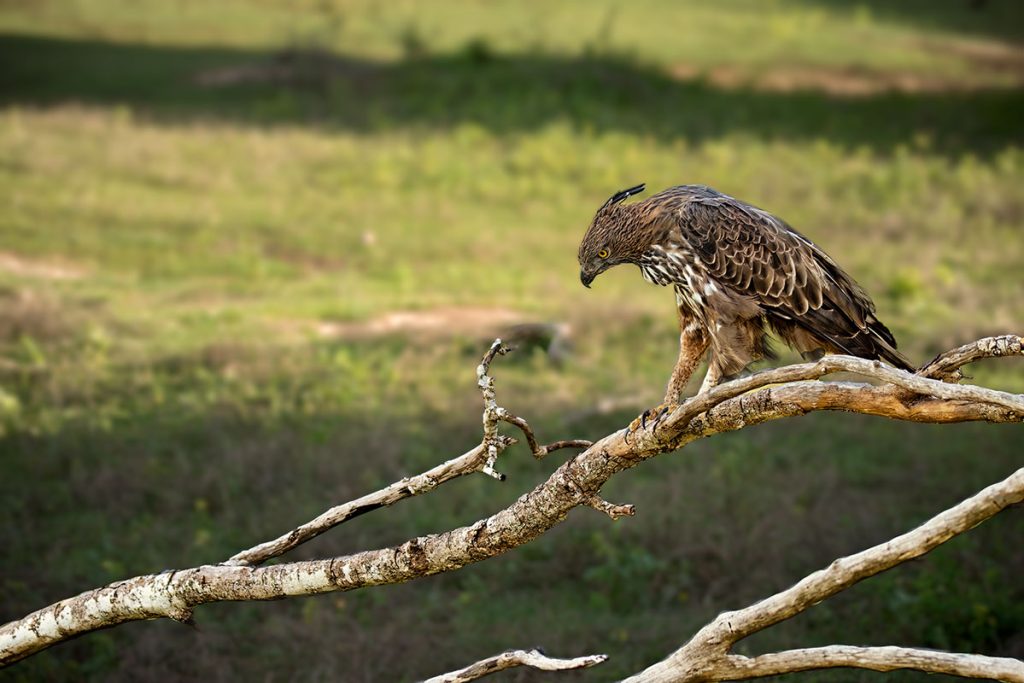 crested hawk-eagles