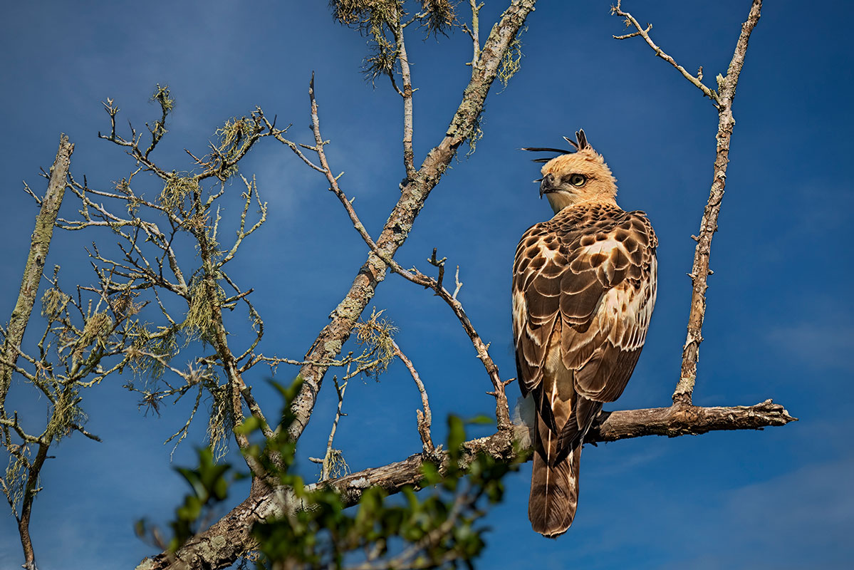 changeable hawk-eagle