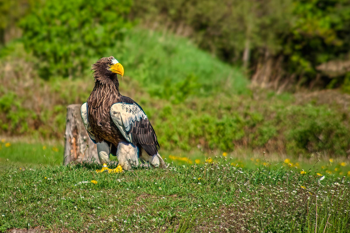 stellers eagle