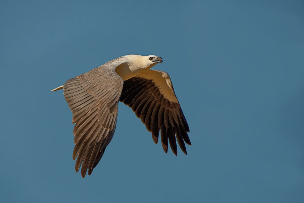 white breasted sea-eagle