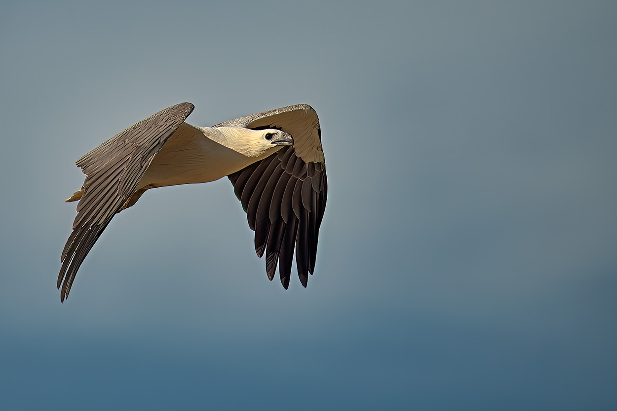 white breasted sea-eagle