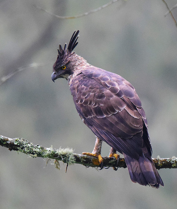 Chrested Hawk-eagle • ELJA