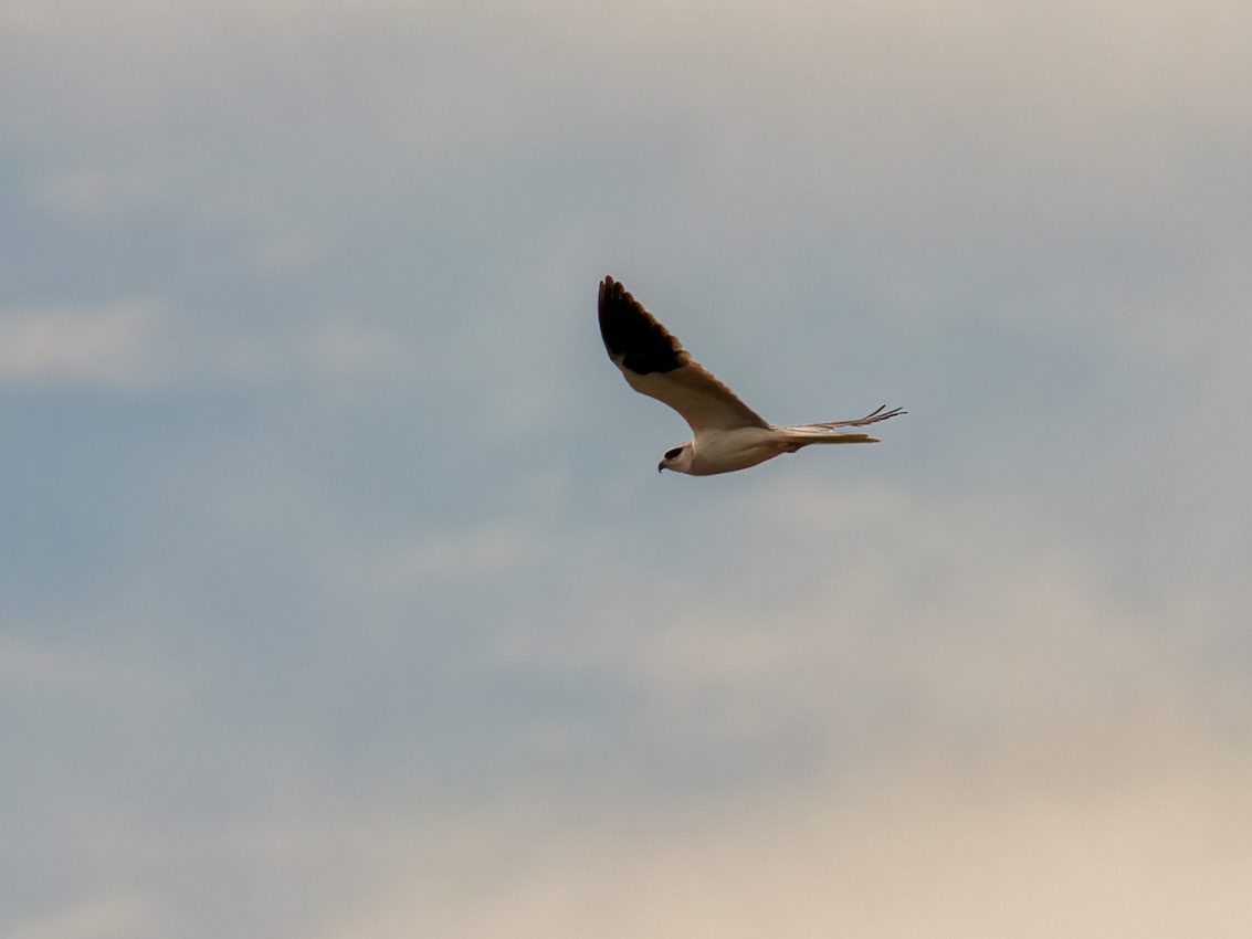 black-winged kite