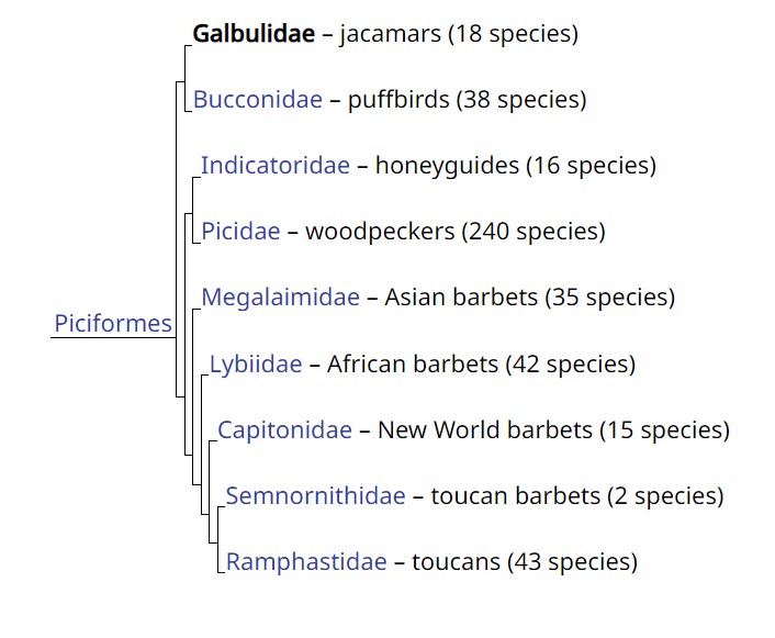 Ordenen Piciformes