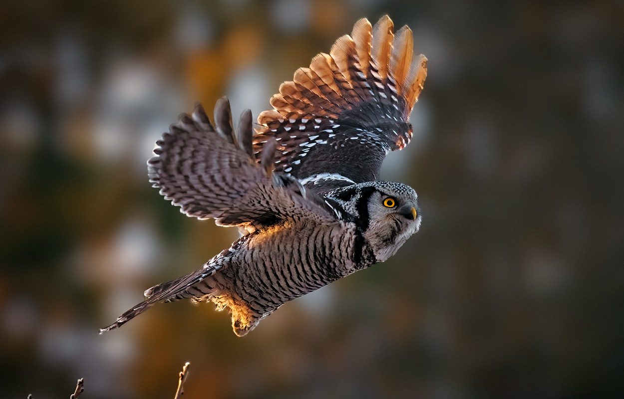 Northern Hawk Owl