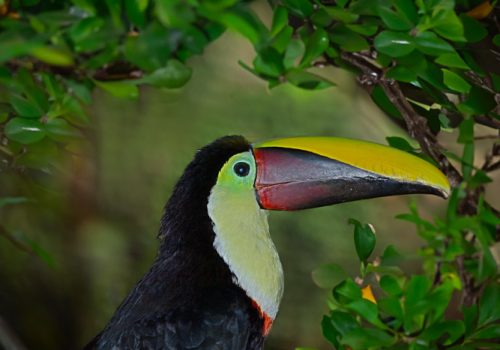 Ramphastos swainsonii