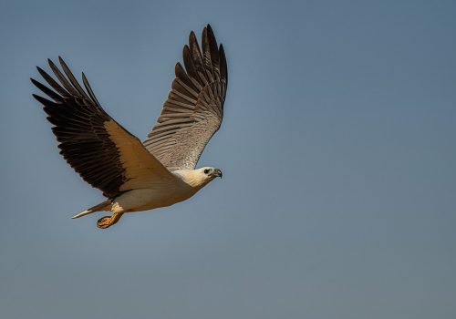 white breasted sea-eagle