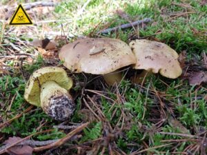 Read more about the article Grünling – Tricholoma equestre