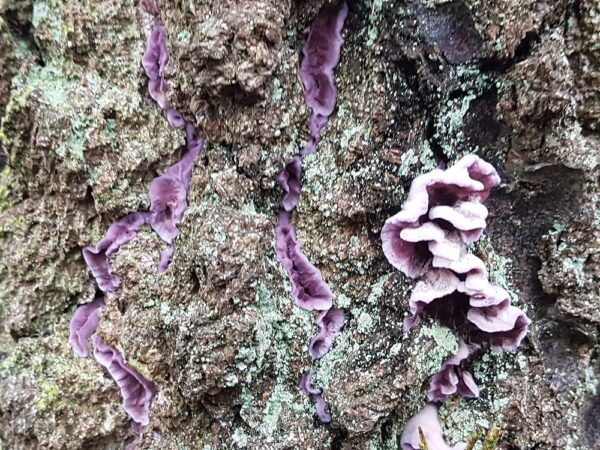 Chondrostereum purpureum - Violetter Knorpelschichtpilz