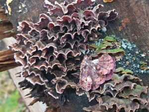 Read more about the article Violetter Knorpelschichtpilz – Chondrostereum purpureum