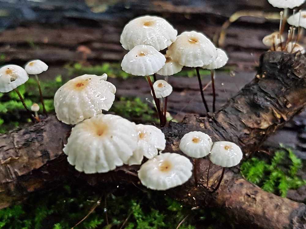 Yosh slut uzun sik ustida sakrab