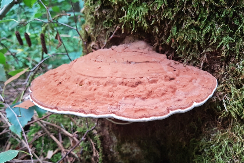 Lezbiyenlar oz mushuklarini soqolini onlayn video