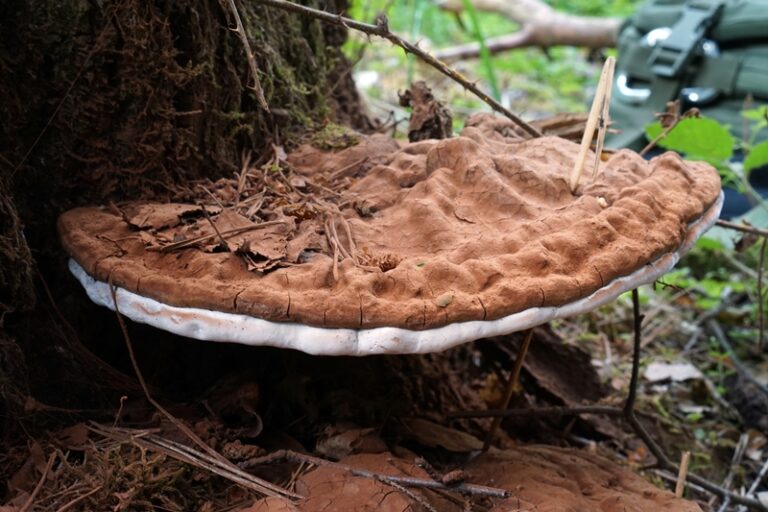 Ganoderma applanatum - Flacher Lackporling