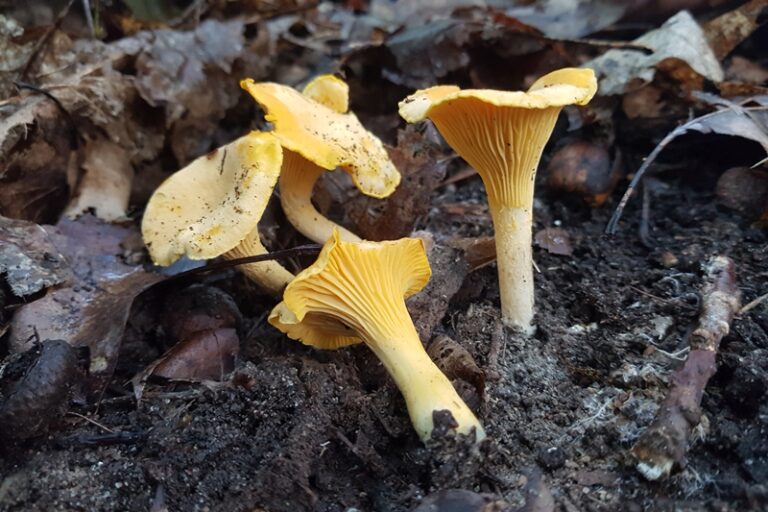 Cantharellus cibarius - Echter Pfifferling