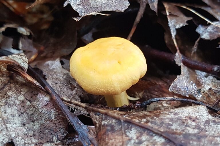 Cantharellus cibarius - Echter Pfifferling