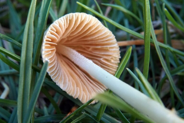 Conocybe albipes - Milchweißes Samthäubchen