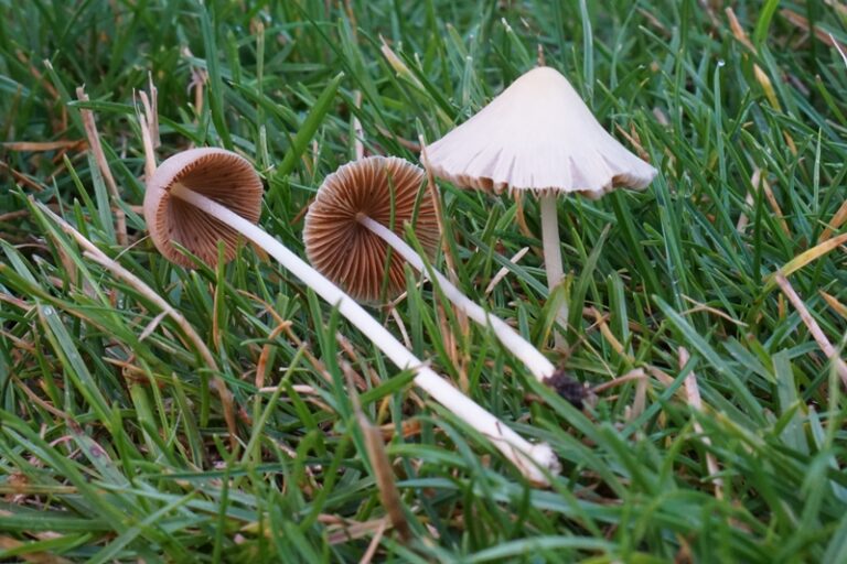 Conocybe albipes - Milchweißes Samthäubchen