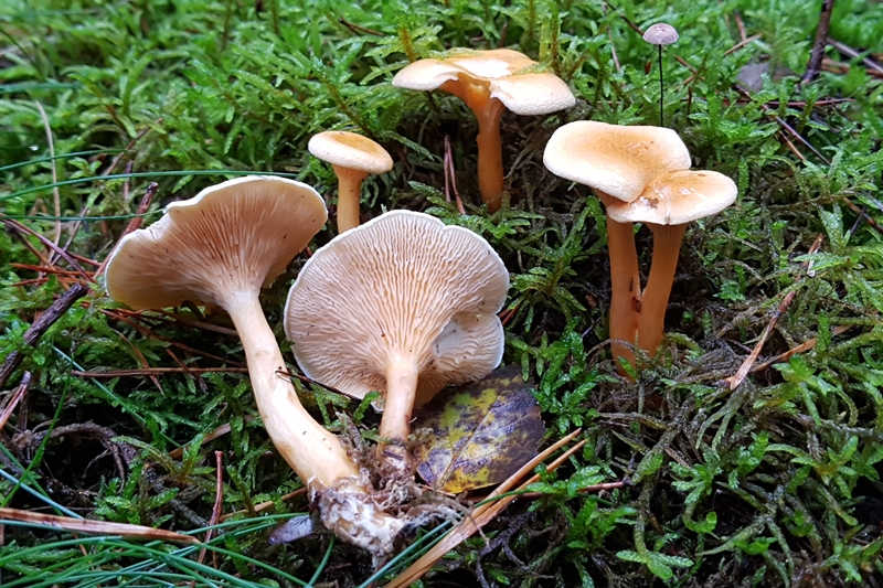 Falscher Pfifferling - Hygrophoropsis aurantiaca - Fungiversum.de