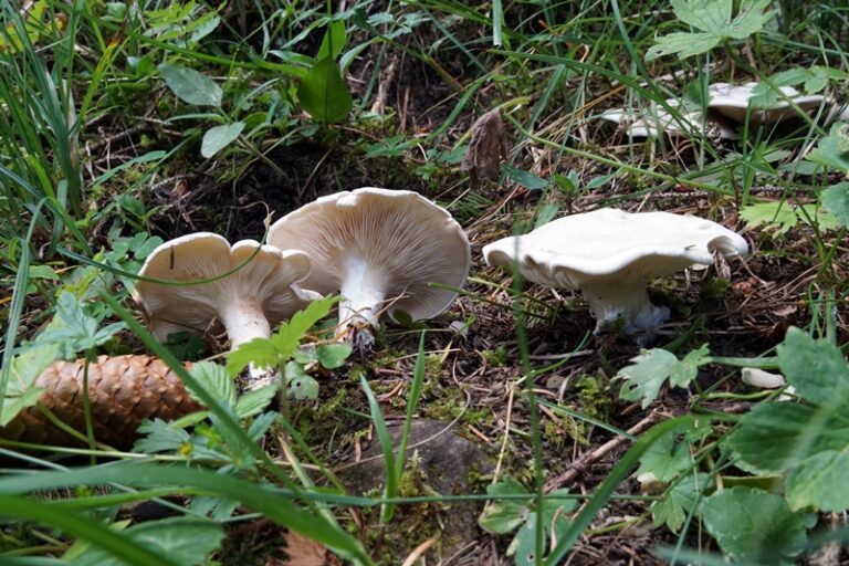 Clitopilus prunulus - Mehlräsling