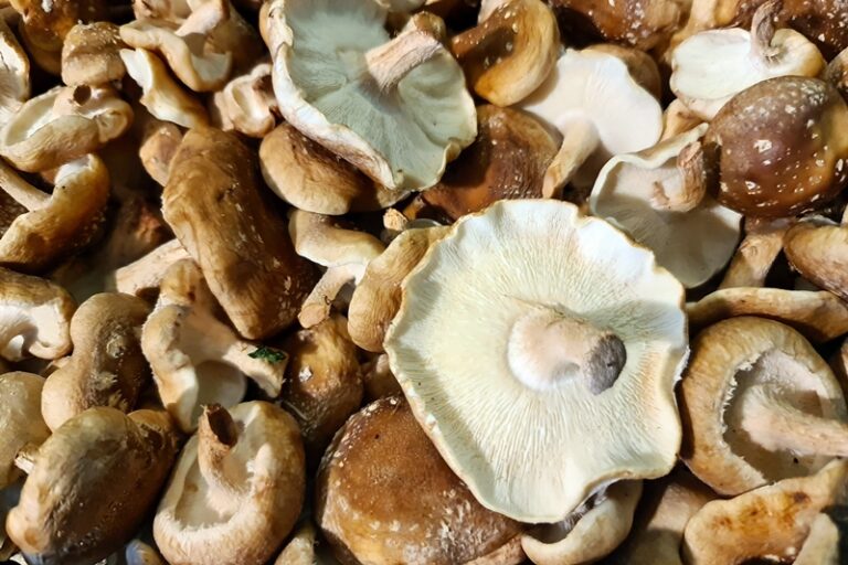 Lentinula edodes - Shiitake