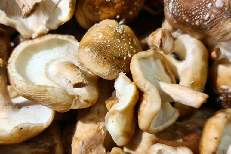 Lentinula edodes - Shiitake