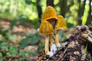 Read more about the article Löwengelber Dachpilz – Pluteus leoninus