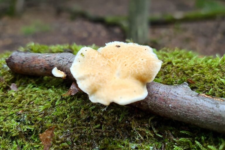 Neofavolus alveolaris - Wabenporling