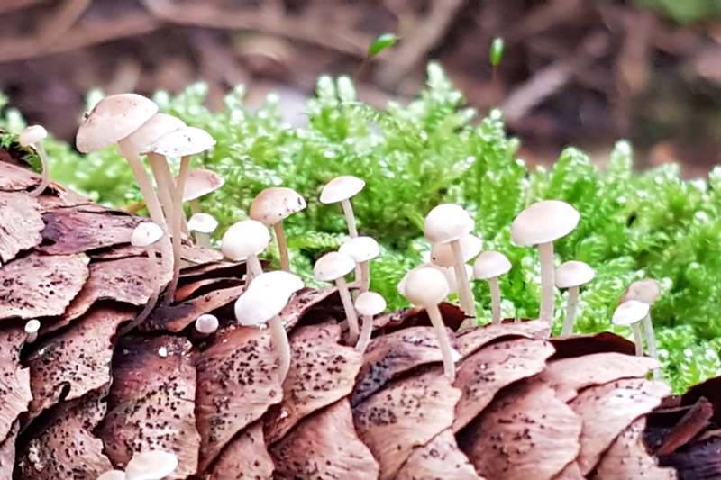 Mäuseschwanzrübling Baeospora myosura Fungiversum.de