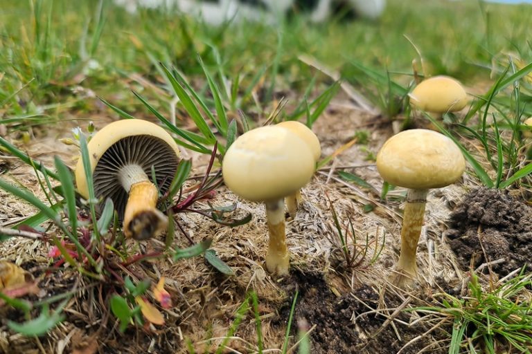 Protostropharia semiglobata - Halbkugeliger Träuschling
