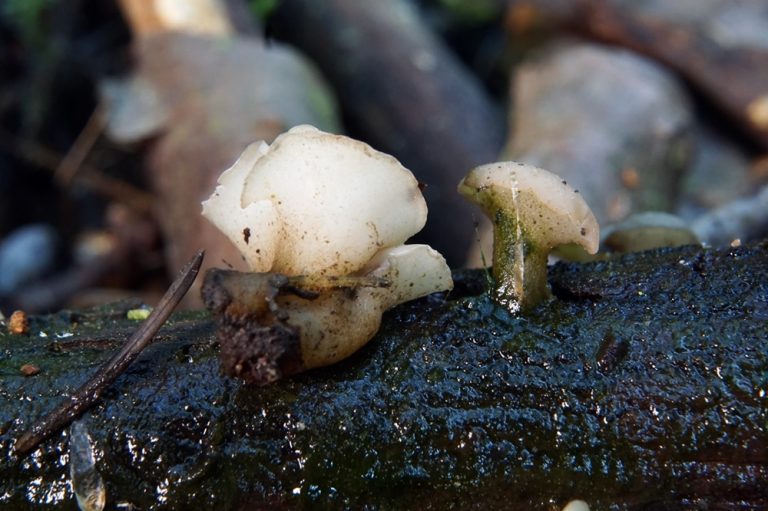 Cudoniella tenuispora - Backenzahnkreisling