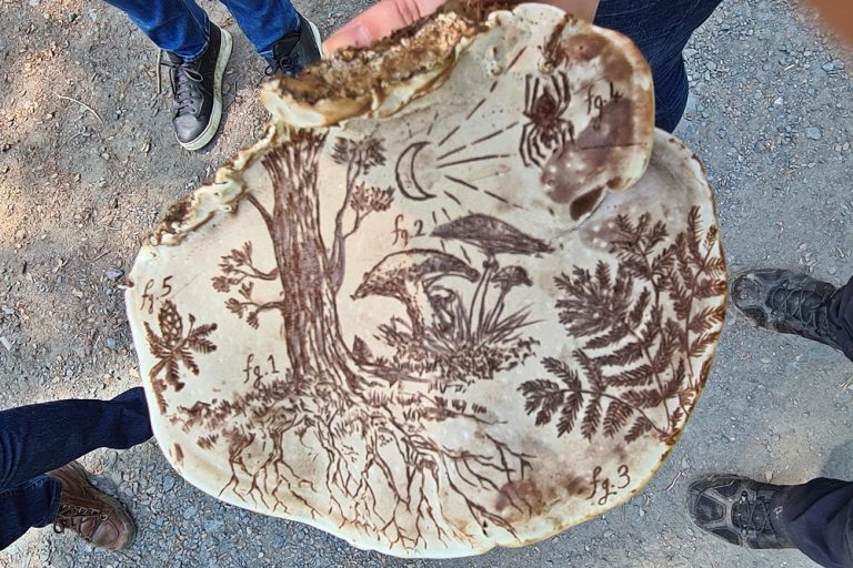 Ganoderma applanatum - Pilzbild