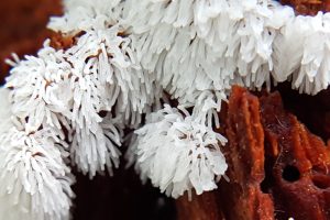 Read more about the article Geweihförmiger Schleimpilz – Ceratiomyxa fruticulosa